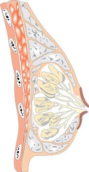 A estrutura do peito feminino